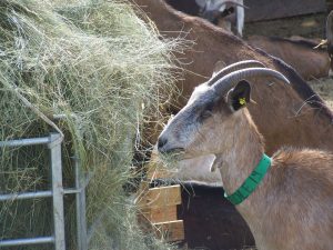 Les chèvres qui permettent de produire du bon fromage!